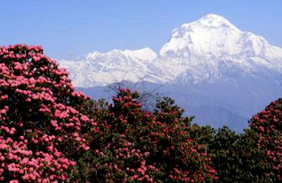 Dhaulagiri Icefall Trek